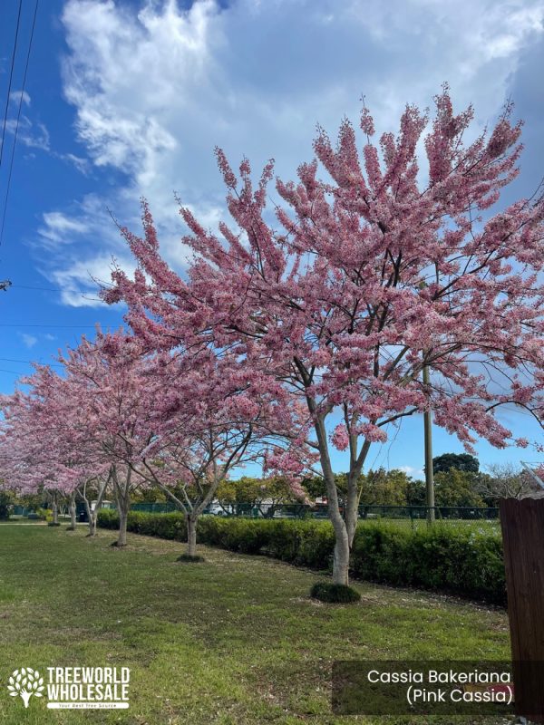 cassia bakeriana - Pink Cassia - Specimen