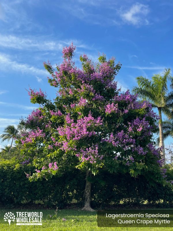 lagerstroemia Speciosa - Queen Crape Myrtle - Specimen--