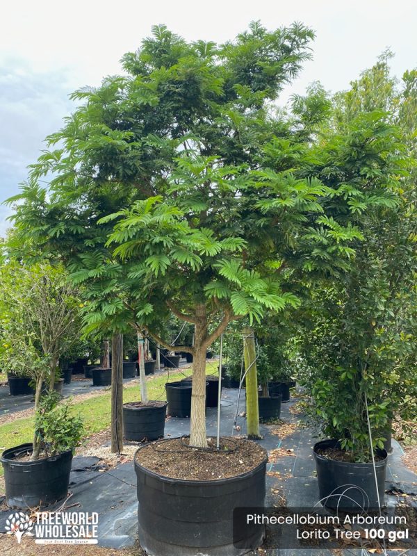 100 Gal - Pithecellobium Arboreum - Lorito Tree