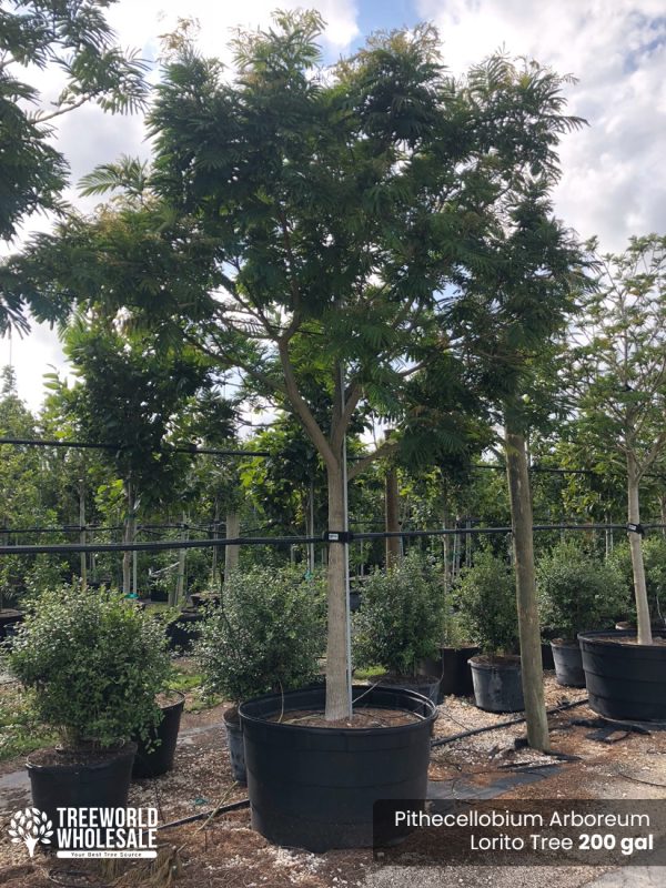 200 Gal - Pithecellobium Arboreum - Lorito Tree