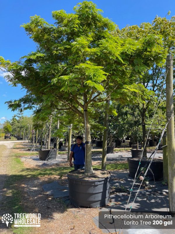 200 Gal - Pithecellobium Arboreum - Lorito Tree