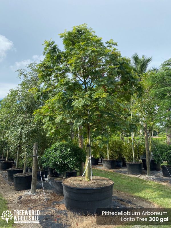 300 Gal - Pithecellobium Arboreum - Lorito Tree