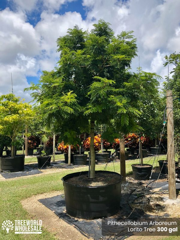 300 Gal - Pithecellobium Arboreum - Lorito Tree