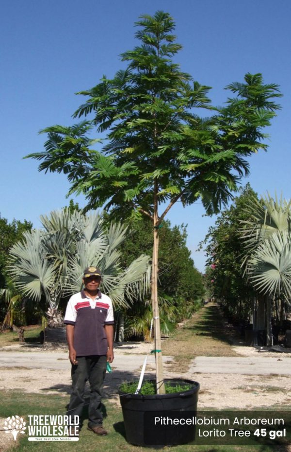 45 Gal - Pithecellobium Arboreum - Lorito Tree jpg