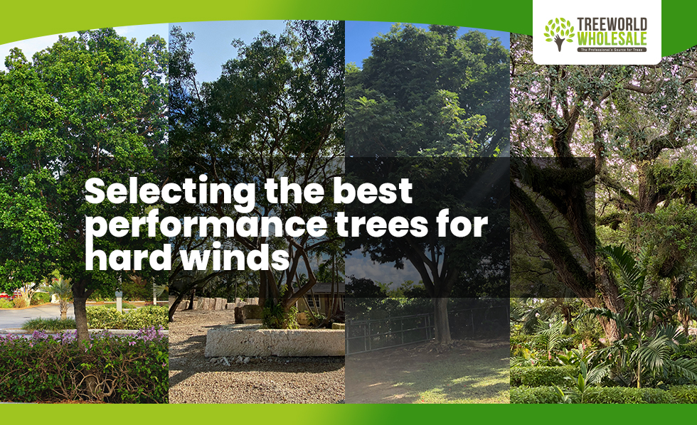 Selecting Wind Resistant Trees (Part 1)