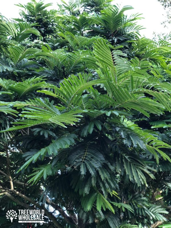 Pithecellobium Arboreum - Lorito Tree foliage