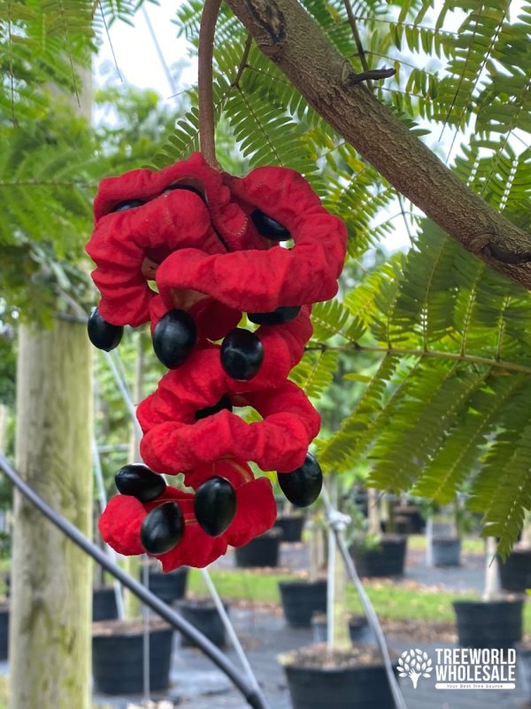 Pithecellobium Arboreum - Lorito Tree - Seedpod