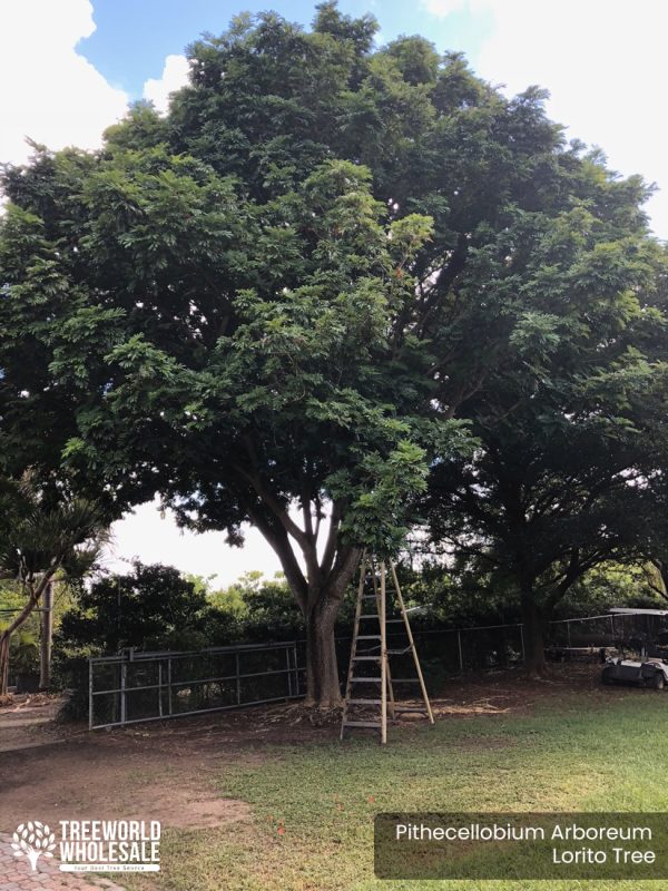 Pithecellobium Arboreum - Lorito Tree - Specimen