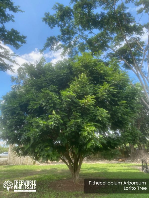 Pithecellobium Arboreum - Lorito Tree - Specimen