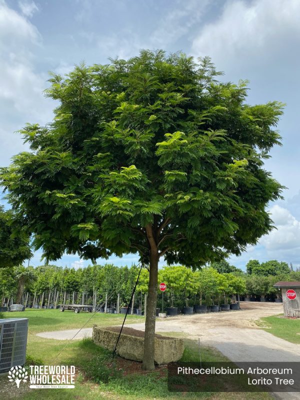 Pithecellobium Arboreum - Lorito Tree - Specimen