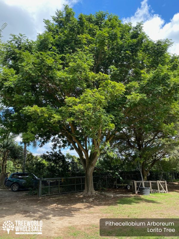 Pithecellobium Arboreum - Lorito Tree - Specimen