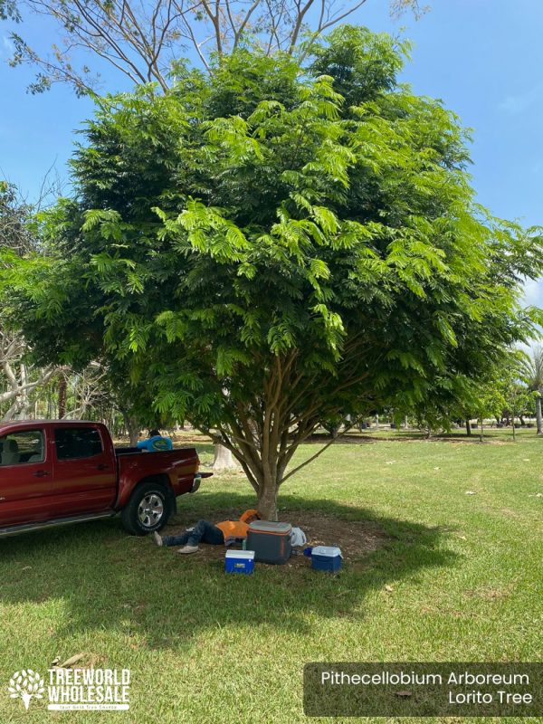 Pithecellobium Arboreum - Lorito Tree - Specimen