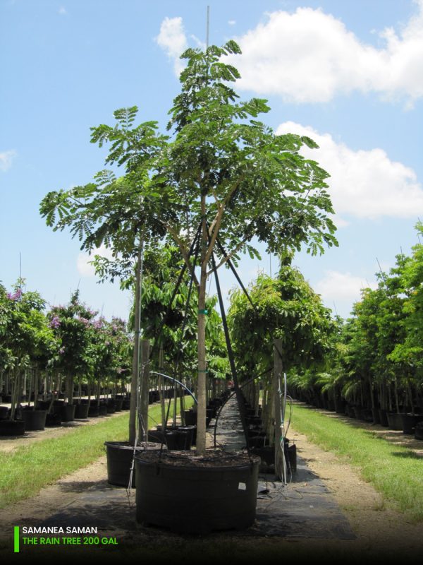 Samanea Saman - Rain Tree Characteristics and Overview | Treeworld ...