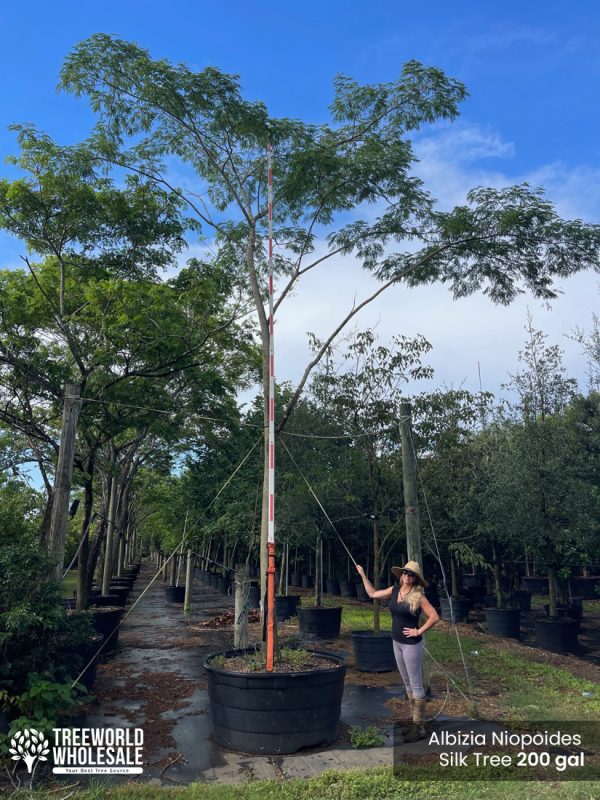 Albizia Niopoides - Silk Tree - 200 gal_