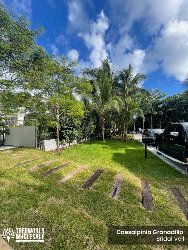 Caesalpinia Granadillo - Bridal Veil - House Entrance