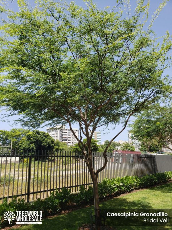 Caesalpinia Granadillo - Bridal Veil - Landscape_