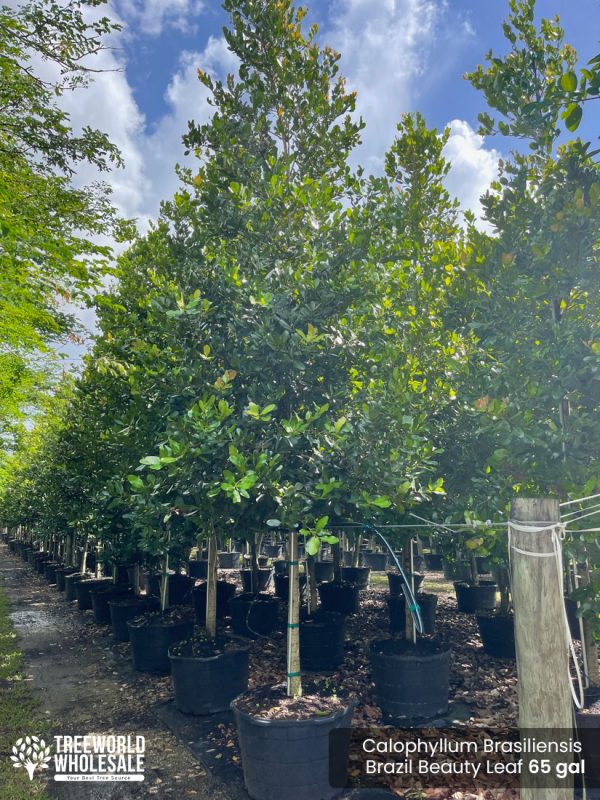 Calophyllum Brasiliensis - Brazil Beauty Leaf - 65 gal