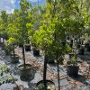 Jacquinia Keyensis - Joewood - 15 gal_