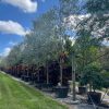 Tabebuia-Bahamensis-White-Tabebuia-100-gal_
