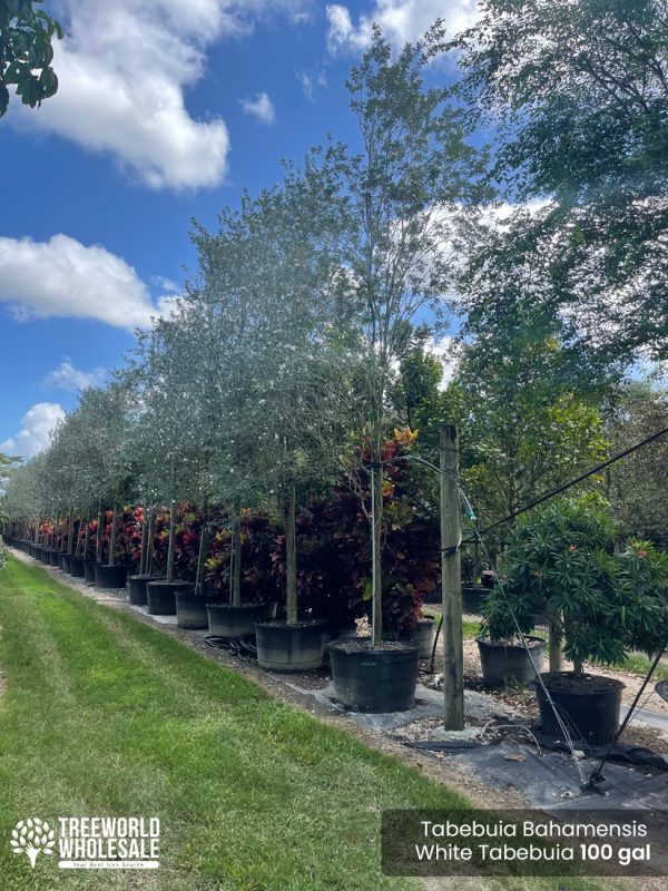 Tabebuia-Bahamensis-White-Tabebuia-100-gal_