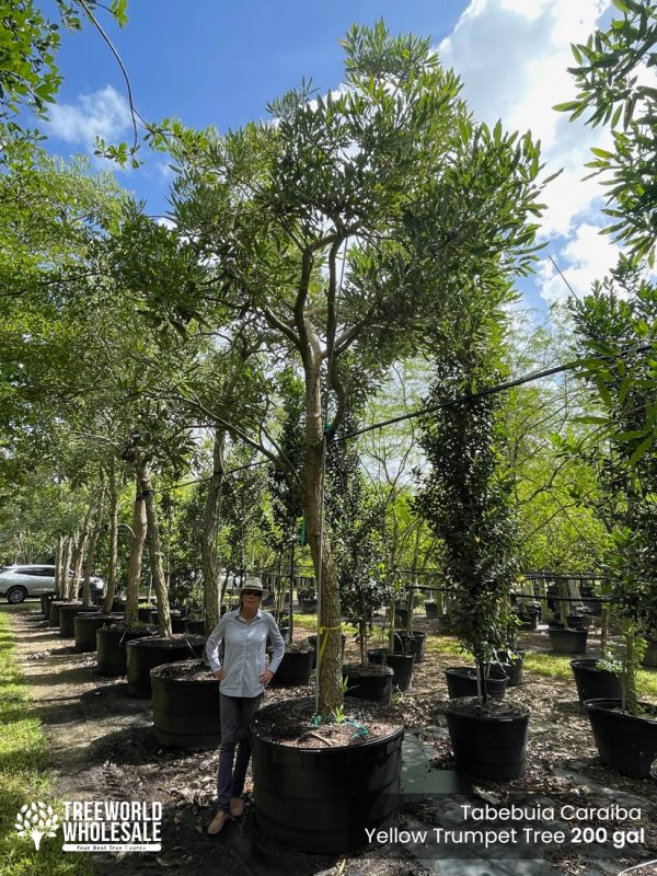 Tabebuia Caraiba - Yellow Trumpet Tree - 200 gal_