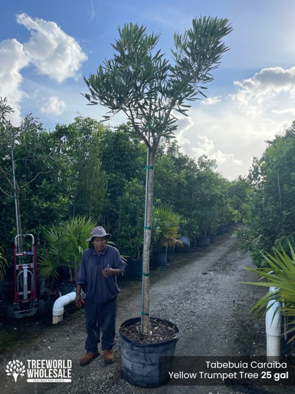 Tabebuia Caraiba - Yellow Trumpet Tree - 25 gal_