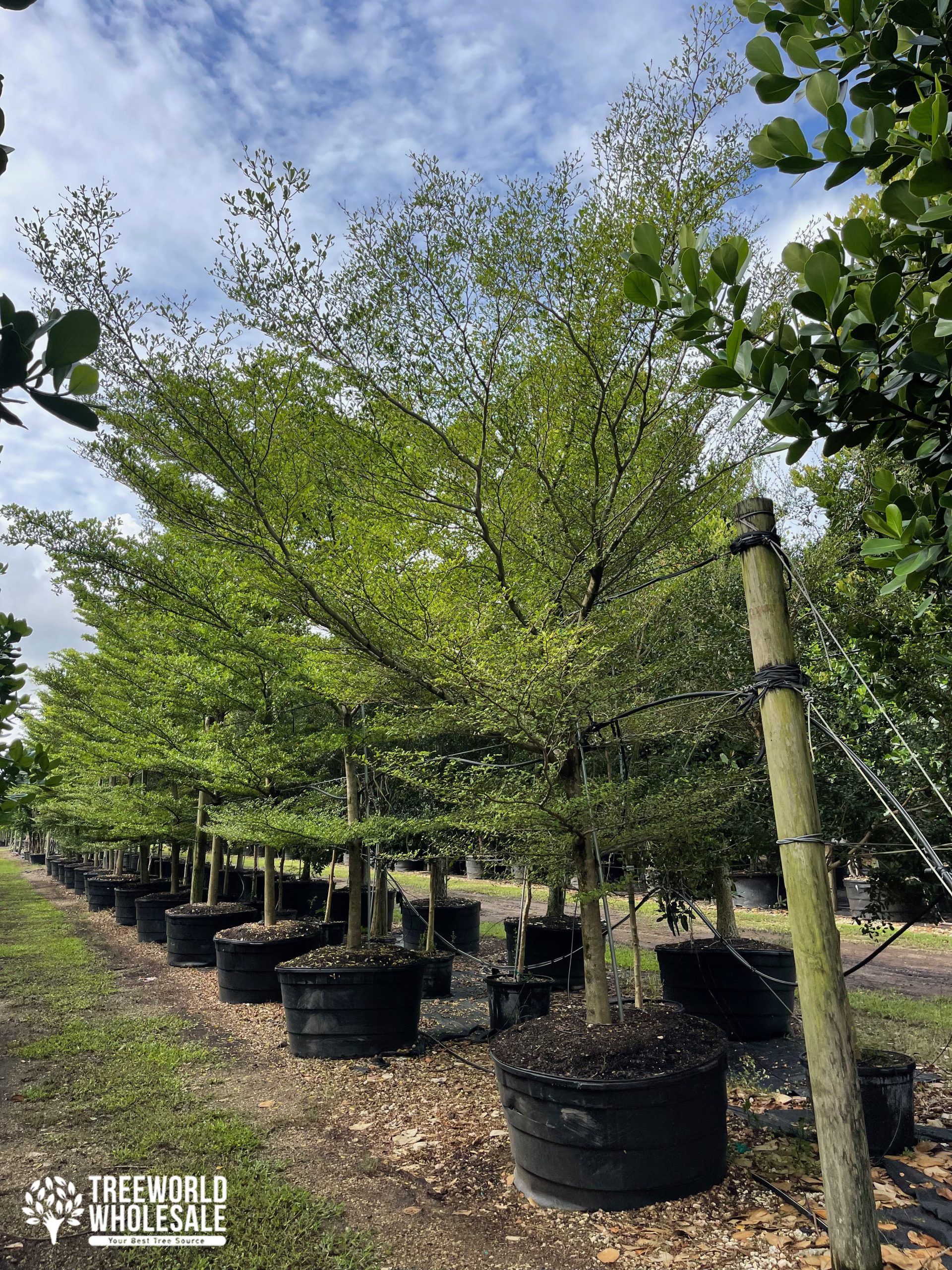 terminalia ivorensis treeworld wholesale