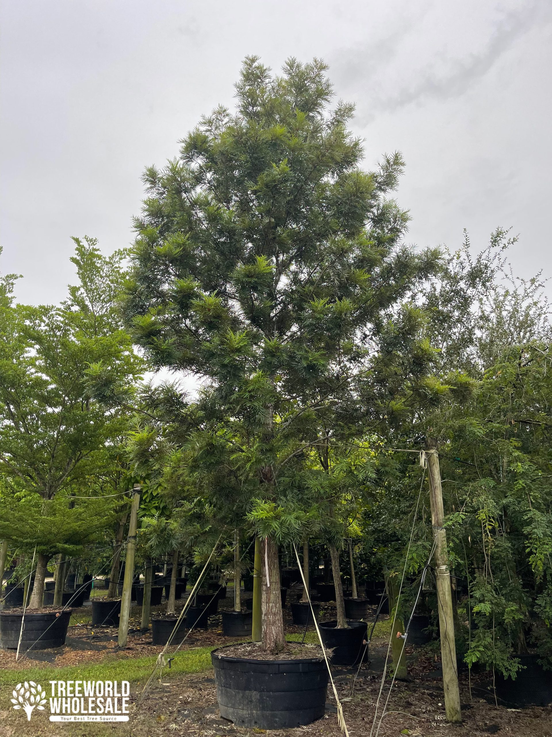 tree nursery homestead florida