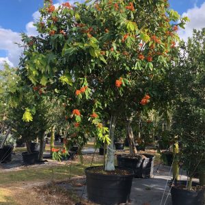 200 Gal - Saraca Indica - Ashoka tree for sale Florida