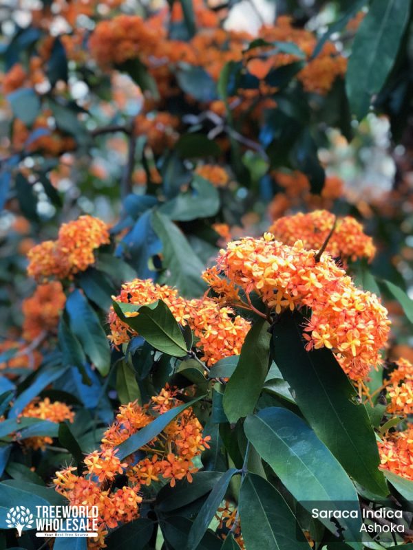 Saraca Indica - Ashoka - Flower