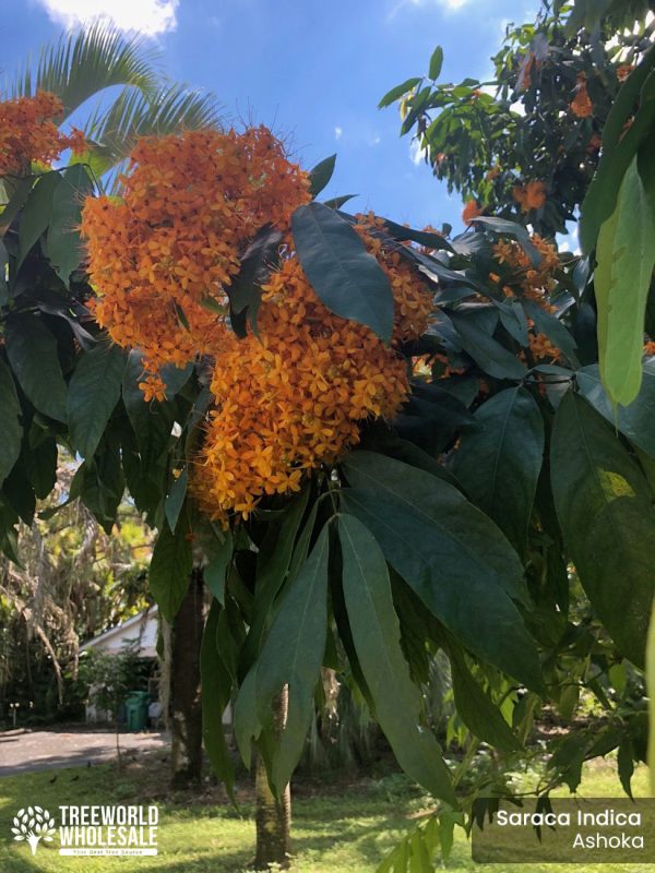 Saraca Indica - Ashoka - Flower