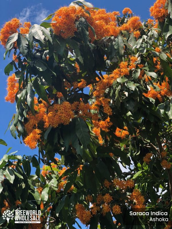 Saraca Indica - Ashoka - Flower