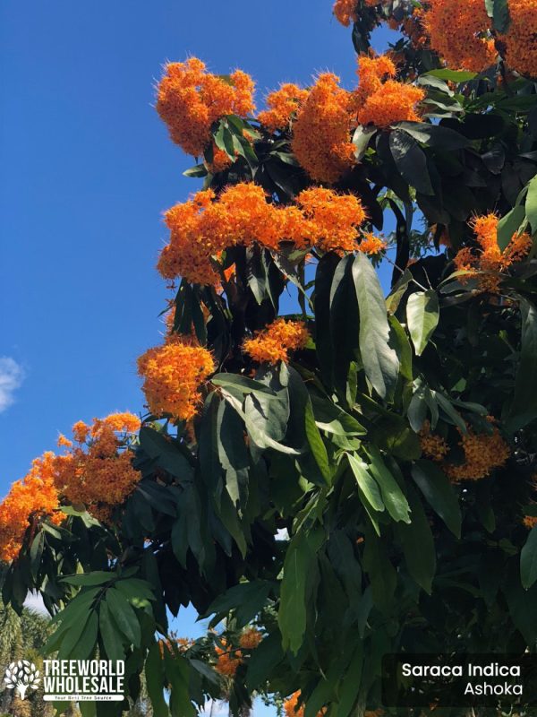 Saraca Indica - Ashoka - Flower