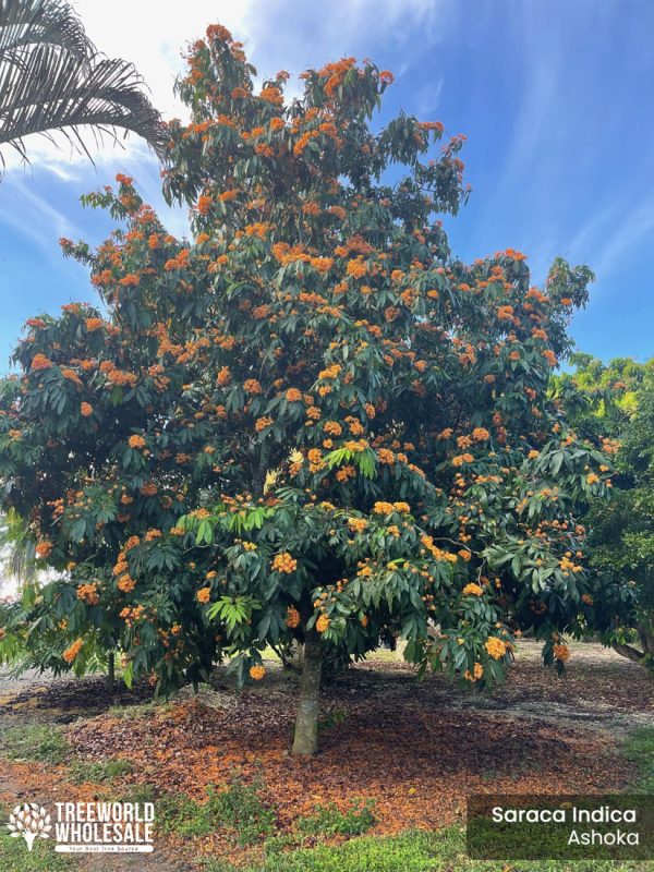 Saraca Indica - Ashoka - Specimen