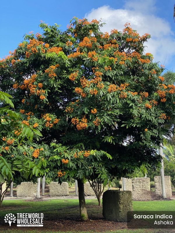 Saraca Indica - Ashoka - Specimen