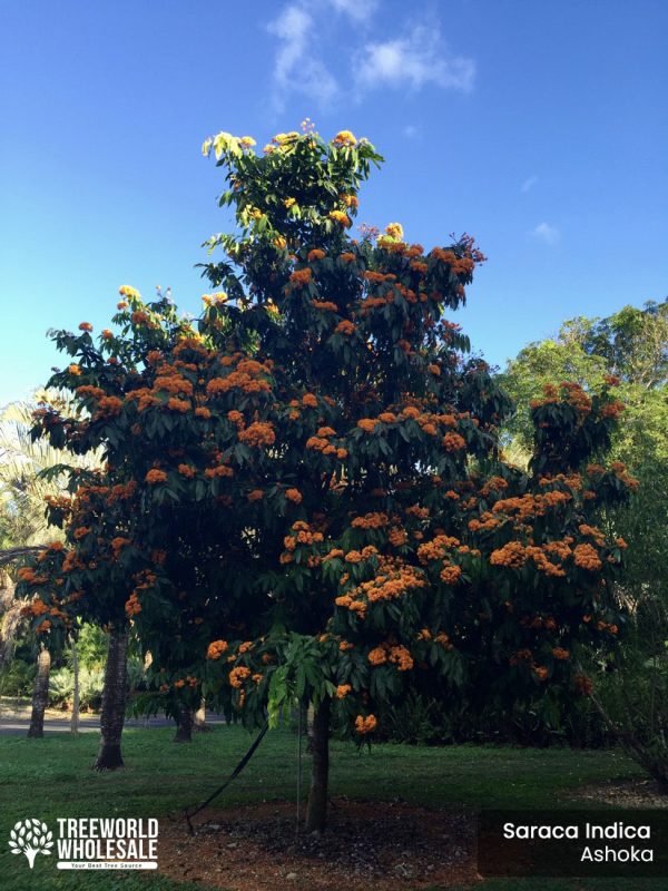 Saraca Indica - Ashoka - Specimen