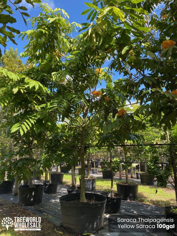 100 gallons flowering tree saraca thaipengensis yellow saraca