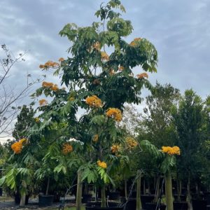 200 gallons flowering tree saraca thaipengensis yellow saraca