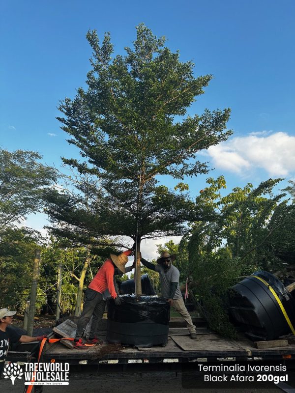 200 gallon terminalia ivorensis south florida landscape