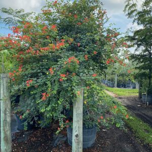 pride of cape colorful hedge bauhinia galipinii red orchid