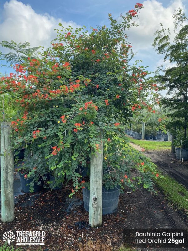 pride of cape colorful hedge bauhinia galipinii red orchid