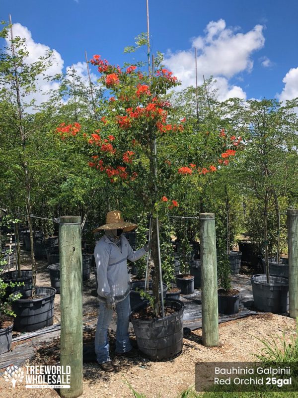 25 gallons pride of cape flower bauhinia galipinii