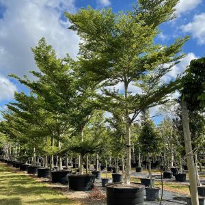 Terminalia Ivorensis tree for sale in Florida