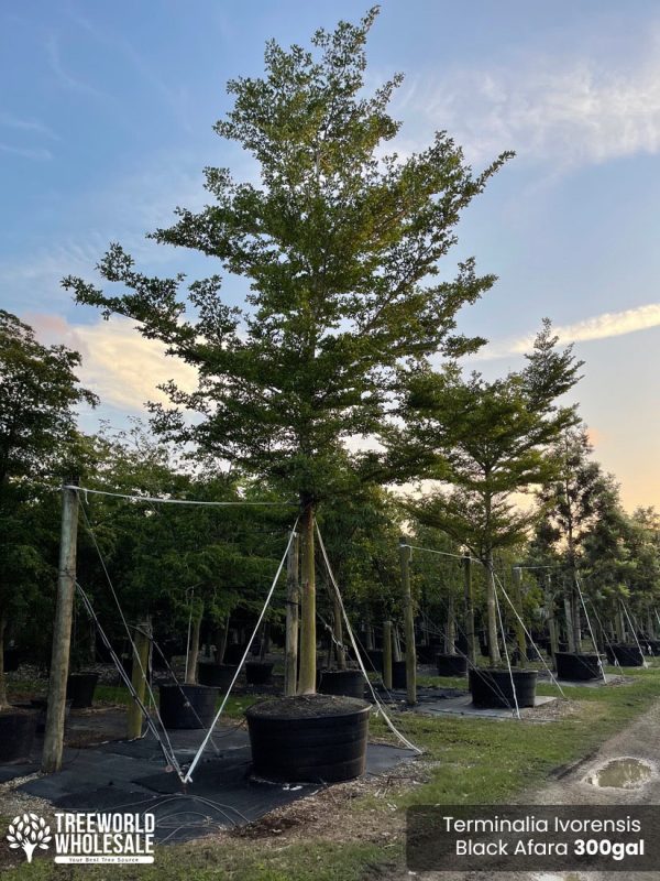 300 gallon Terminalia Ivorensis black Afara