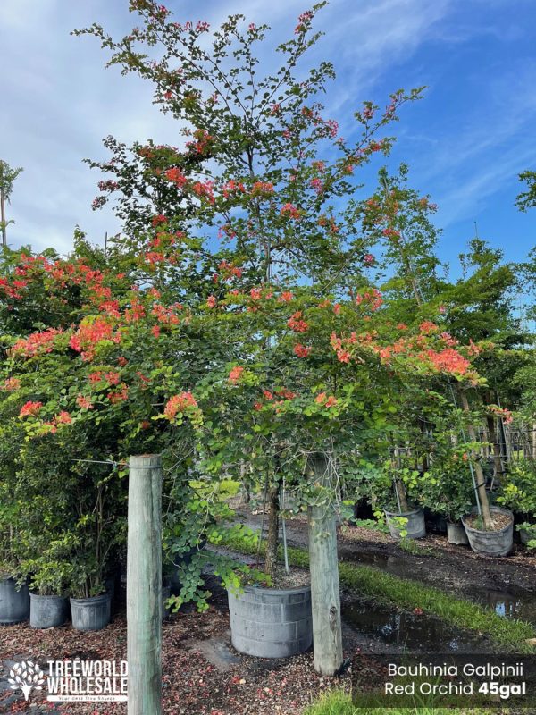 45 gallon pride of cape flowering hedge bauhinia galipinii