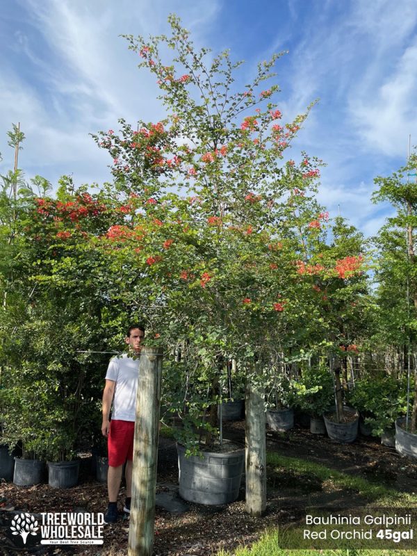 45 gallons pride of cape bauhinia galipinii