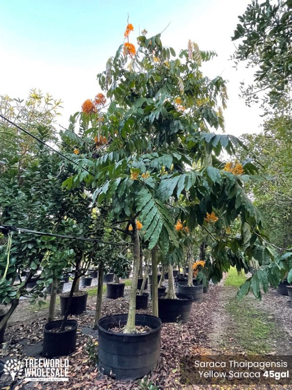 45 gallons flowering tree saraca thaipengensis yellow saraca