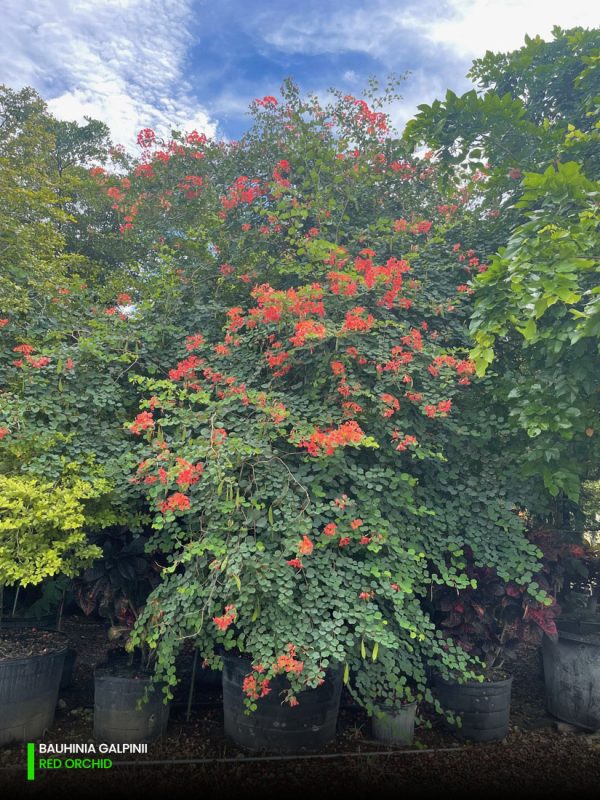 Bauhinia Galpinii (Red Orchid)