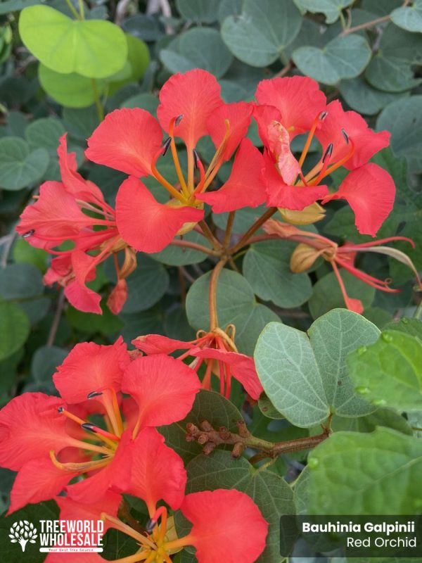 pride of cape flower bauhinia galipinii