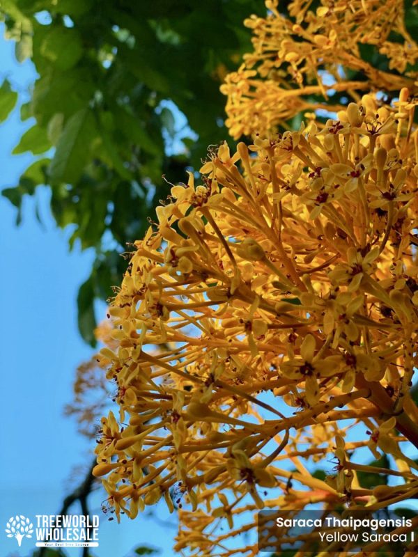 yellow flower flowering tree saraca thaipengensis yellow saraca